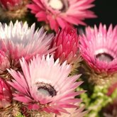 Asteraceae phaenocema